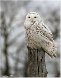 Image result for Bubo scandiacus