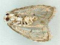 Attēlu rezultāti vaicājumam “Nolidae”