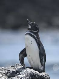 Image result for penguin
