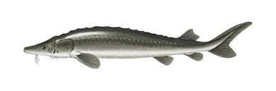 Image result for Acipenser fulvescens