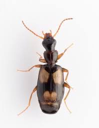 Attēlu rezultāti vaicājumam “Calodromius spilotus”