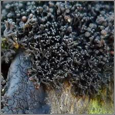 Attēlu rezultāti vaicājumam “Licea pygmaea”