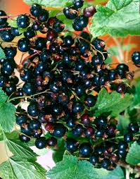 Attēlu rezultāti vaicājumam “Ribes nigrum fruit”