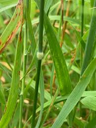 Attēlu rezultāti vaicājumam “Holcus mollis”