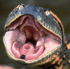 snakes