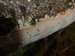 Attēlu rezultāti vaicājumam “Phellinus laevigatus”