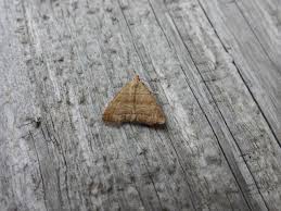 Attēlu rezultāti vaicājumam “Herminia tarsicrinalis”