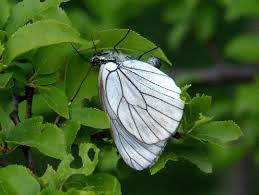 Attēlu rezultāti vaicājumam “Aporia crataegi female”