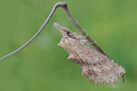 Attēlu rezultāti vaicājumam “Pterostoma palpina”