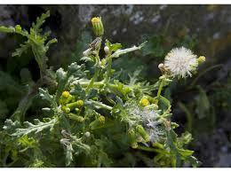 Attēlu rezultāti vaicājumam “Senecio vulgaris”