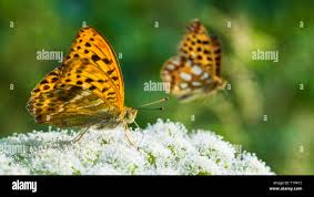 Attēlu rezultāti vaicājumam “Argynnis paphia underside”