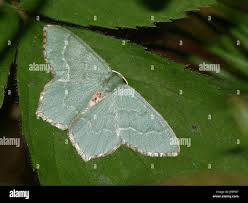 Attēlu rezultāti vaicājumam “Hemithea aestivaria”
