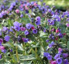 Image result for Pulmonaria Silverado