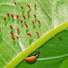 Attēlu rezultāti vaicājumam “Aphididae”