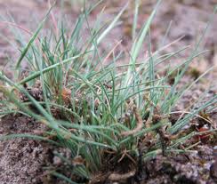 Attēlu rezultāti vaicājumam “Corynephorus canescens leaf”