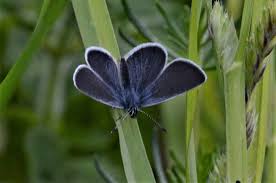 Attēlu rezultāti vaicājumam “Cupido minimus female”