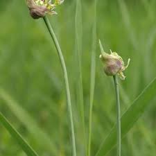 Attēlu rezultāti vaicājumam “Allium sativum bud”