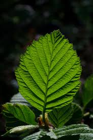 Attēlu rezultāti vaicājumam “Alnus incana leaf”