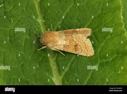 Attēlu rezultāti vaicājumam “Orthosia miniosa imago”