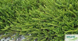 Attēlu rezultāti vaicājumam “Empetrum nigrum”