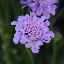 Image result for Scabiosa columbaria