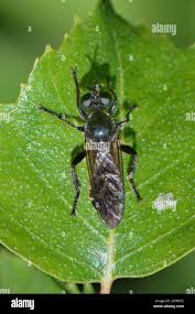 Attēlu rezultāti vaicājumam “Choerades sp.”