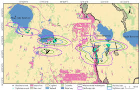 Attēlu rezultāti vaicājumam “Cygnus cygnus juvenile”