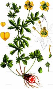 Attēlu rezultāti vaicājumam “Potentilla erecta leaf”