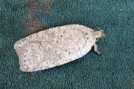 Attēlu rezultāti vaicājumam “Agonopterix hypericella”