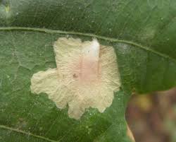 Attēlu rezultāti vaicājumam “Tischeria ekebladella”