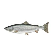 Image result for Salvelinus malma