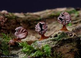 Attēlu rezultāti vaicājumam “Diderma rufostriatum”