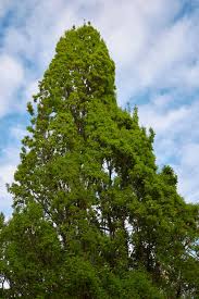 Attēlu rezultāti vaicājumam “Quercus robur Fastigiata”