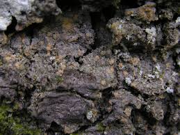 Attēlu rezultāti vaicājumam “Thelopsis rubella”