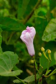 Image result for Ipomoea Lavender