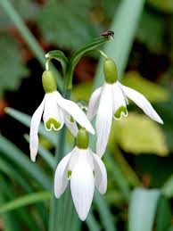 Attēlu rezultāti vaicājumam “Galanthus nivalis flower”