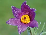 Attēlu rezultāti vaicājumam “Pulsatilla pratensis flower”