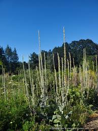 Attēlu rezultāti vaicājumam “Verbascum”