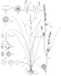 Attēlu rezultāti vaicājumam “Typhaceae”
