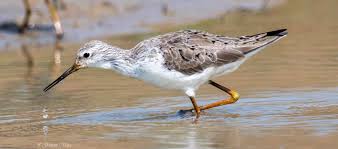 Attēlu rezultāti vaicājumam “Tringa stagnatilis adult”