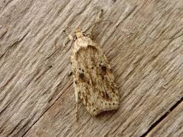 Attēlu rezultāti vaicājumam “Agonopterix aranella”