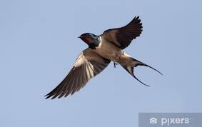 Attēlu rezultāti vaicājumam “Hirundo rustica”