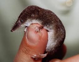 Attēlu rezultāti vaicājumam “Sorex sp.”