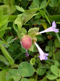 Attēlu rezultāti vaicājumam “Liposthenes glechomae”