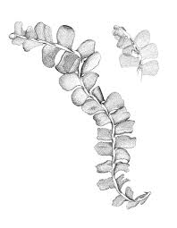 Attēlu rezultāti vaicājumam “Chiloscyphus polyanthos”