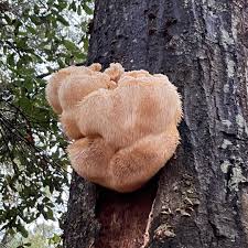 Image result for Leucoraja erinaceus