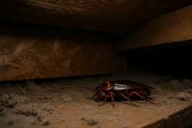 Image result for ゴキブリ報告所