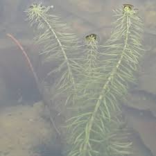 Attēlu rezultāti vaicājumam “Hippuris vulgaris leaf”