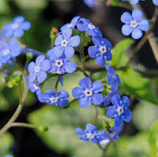 Image result for Brunnera `Jack Frost`