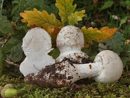 Attēlu rezultāti vaicājumam “Amanita strobiliformis”